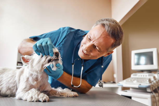 Best Weekend Emergency Dentist in Geneva, NY
